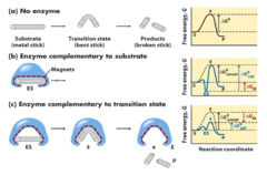 <p>transition sattes of reactions</p>