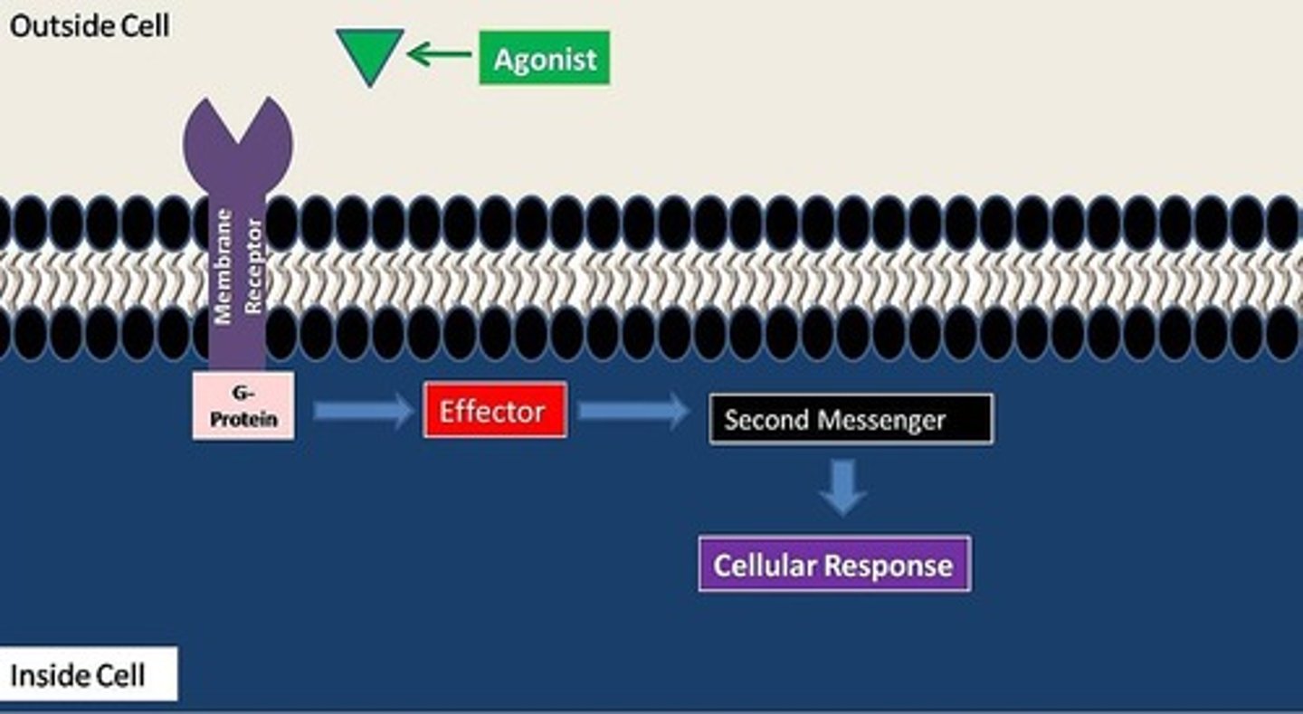 <p>indirect</p><p>(such as with peptides)</p>