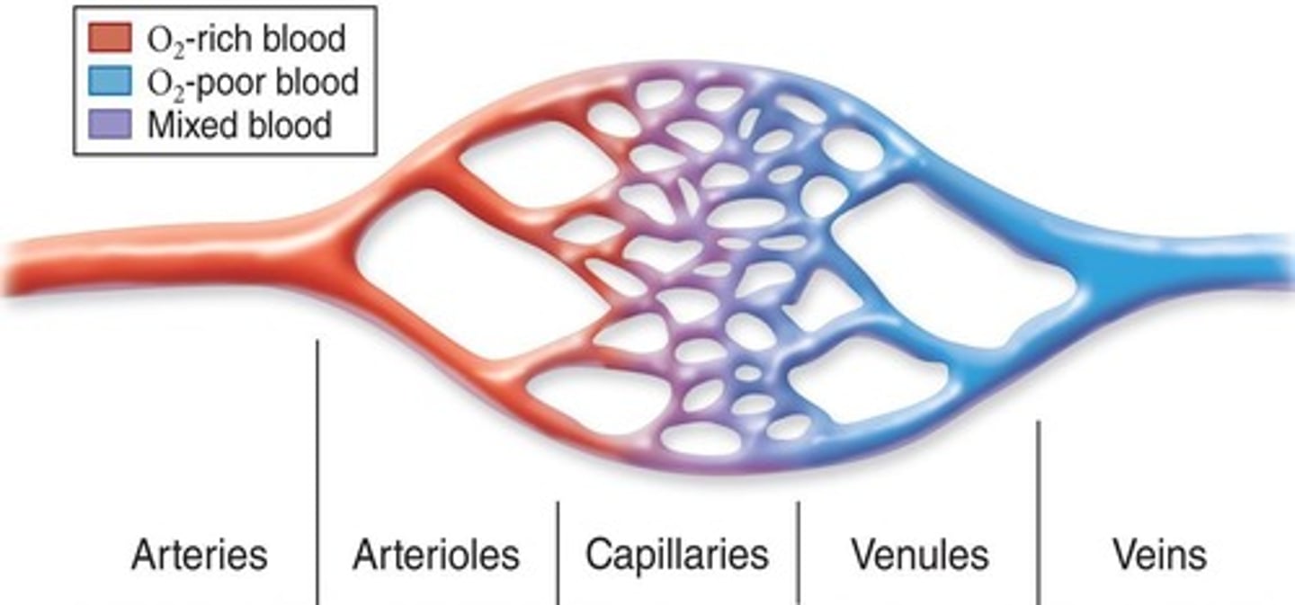 <p>To allow for gas exchange.</p>