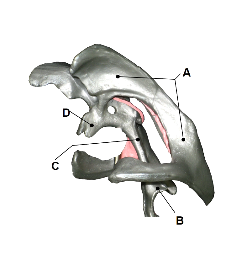 <p>Which structure connects the 3rd ventricle to the 4th ventricle…?</p>