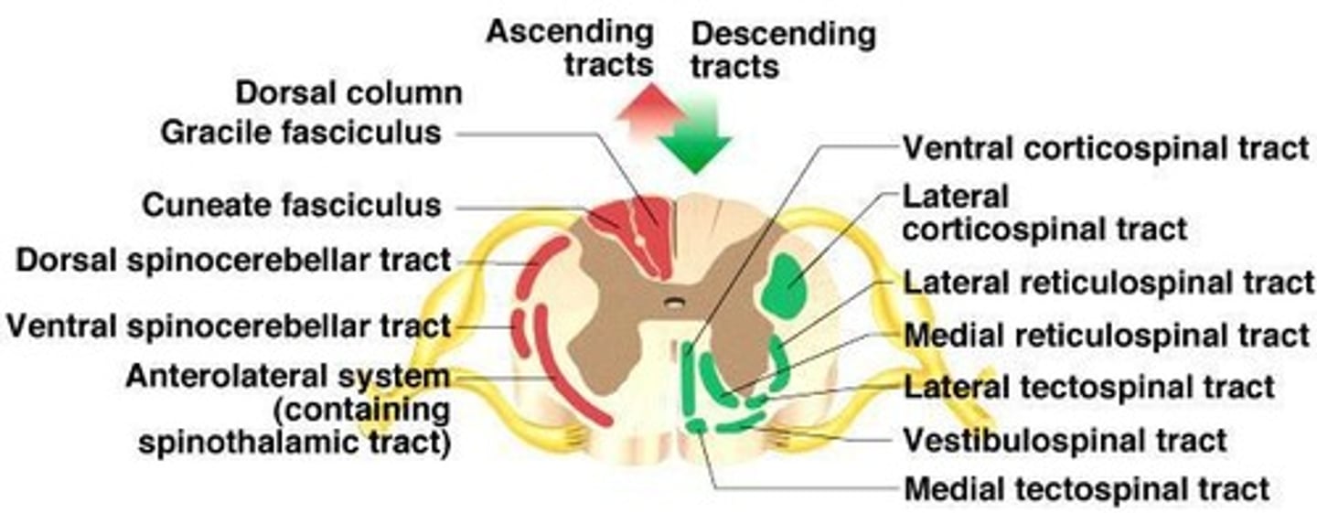 <p>Ascending and descending tracts; all fibers in a tract have similar origin, destination, and function.</p>