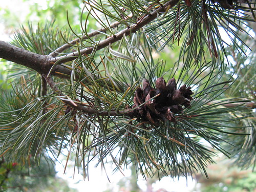 <p>(Pinus rigida)</p>