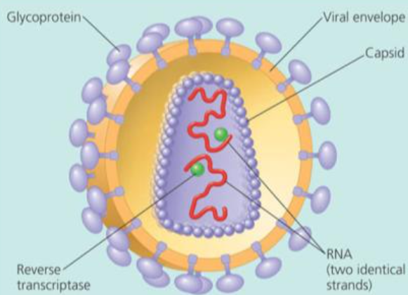 <ul><li><p>Retrovirus because it has RNA.</p><ul><li><p>So it needs the enzyme reverse transcriptase.</p></li></ul></li></ul><p></p>