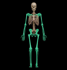 <p>Bones of the limbs and limb girdles that are attached to the axial skeleton</p>