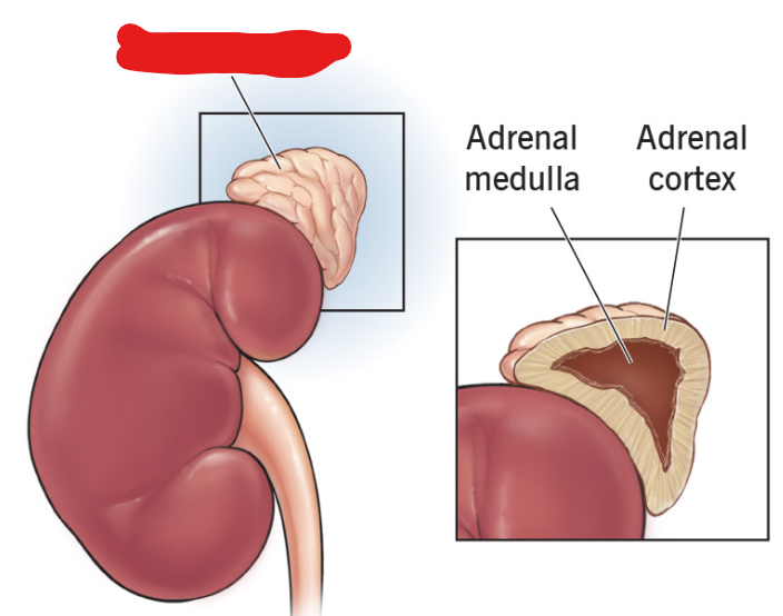 <p>Responsible for adrenaline functions and makes steroid hormones. Receives instructions from pituitary gland.</p>