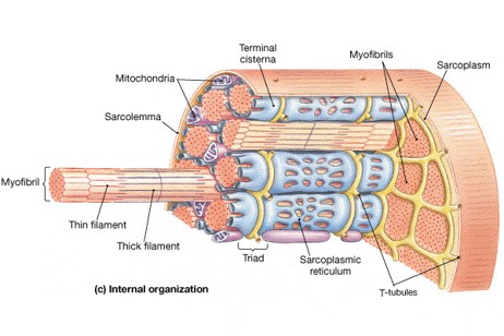 <p>. muscle fibres (the long cylindrical cells that make up skeletal muscles)</p><p>. sarcolemma</p><p>. sarcoplasm</p><p>. sarcoplasmic reticulum (<span>a specialized type of smooth endoplasmic reticulum found in muscle cells, that regulates calcium ion concentration - calcium storage, release, reuptake organelle)</span></p><p>. T tubules</p>