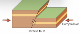 <p><strong>Compression</strong> forces one block to move upward.</p><ul><li><p>Hanging wall moves <strong>up</strong> relative to the footwall.</p></li><li><p>Common in <strong>mountain-building zones</strong> (e.g., Himalayas).</p></li></ul><p></p>