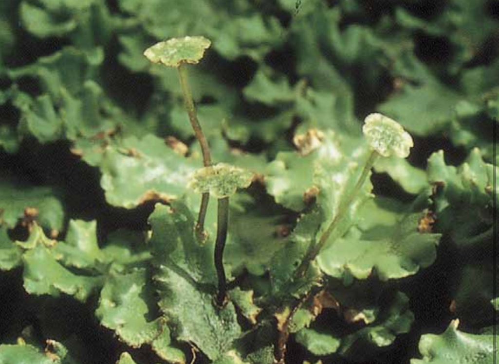 <p>Marchantia, unisexual and distinguished by their gametophore and separated into antheridiopores and archegoniopohores.</p>