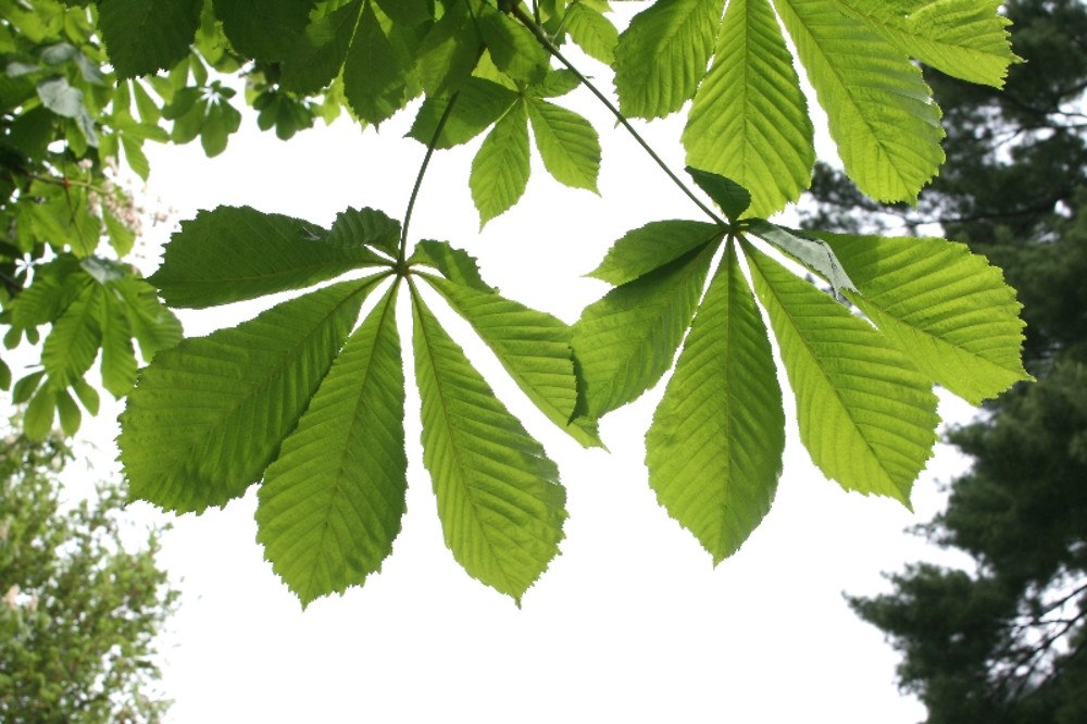 <p>Whose leaf is this?</p>