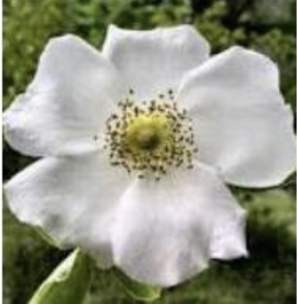 <p>what is the name of this flower </p>