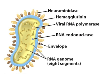 <ul><li><p><strong>Haemagglutinin (HA):</strong> <strong>mediates attachment; immunogenic protein in flu vaccines</strong></p></li><li><p><strong>Neuraminidase (NA):</strong> <strong>cleaves sialic acid, enabling viral release from host cell.</strong></p></li></ul><p></p>