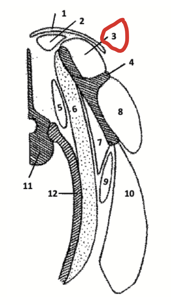 <p>Should muscle dorsal to the spine or ridge on the scapula.</p>
