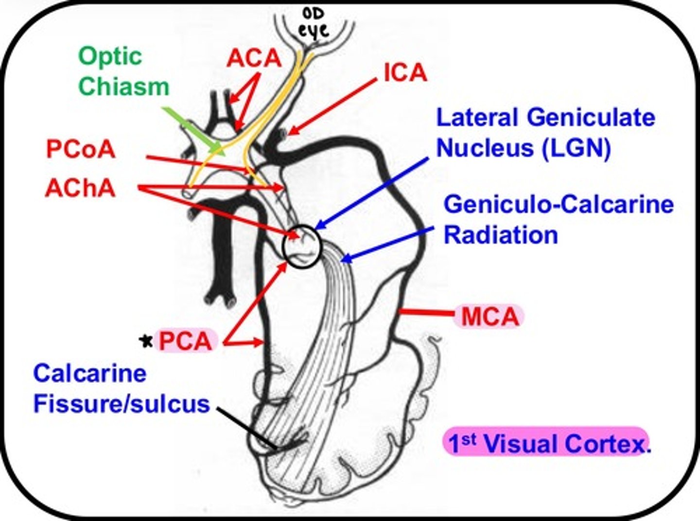 <p>-Middle cerebral artery</p><p>-Posterior cerebral artery (<strong>!!!</strong>)</p>