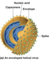 <p>Enveloped viruses</p>