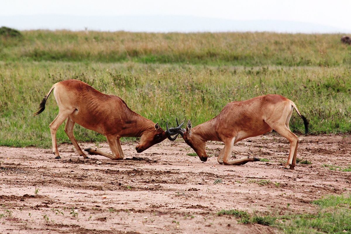 <p>Competition</p>