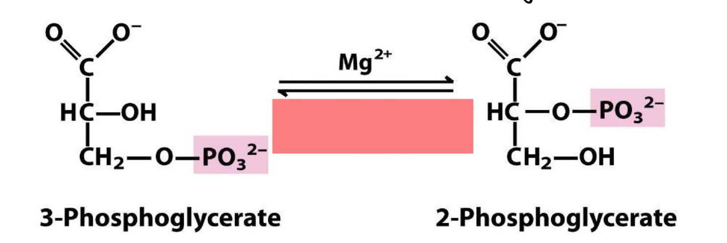 <p>sets stage for phosphoenolpyruvate (PEP) formation by rearranging the position of the phosphate so that elimination can give enol phosphate </p>