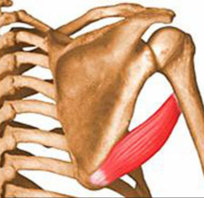 <p>what muscle is this?</p>