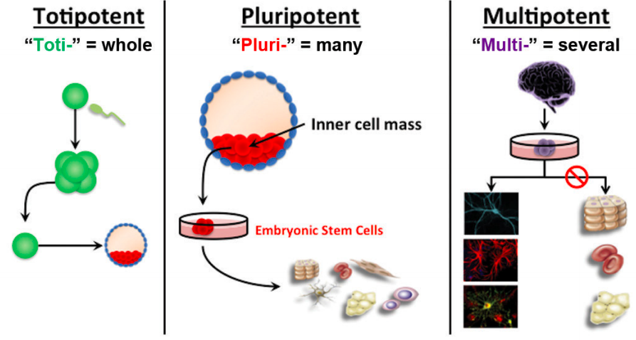 <p>multipotent </p><ul><li><p>most adult stem cells are multipotent stem cells </p></li></ul><p></p>