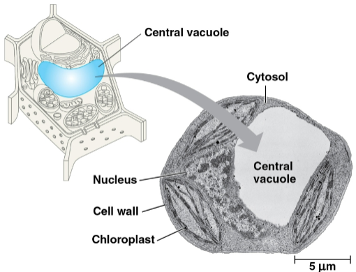<p>Central vacuoles</p>