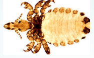 <p>Sucking louse-horse</p>