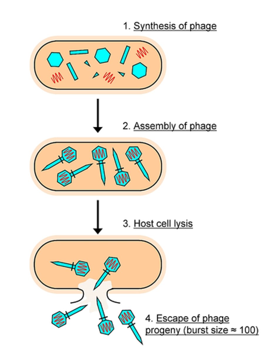 <p>Fast viral replication causing cell destruction.</p>