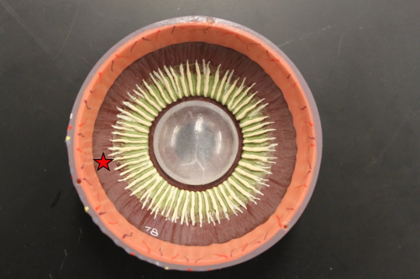 <p>ring of tissue behind the peripheral iris that is composed of ciliary muscle and ciliary processes - attached to the lens and moves it</p>