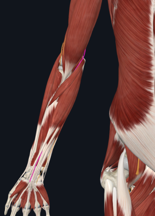 <p>What nerve is this</p>