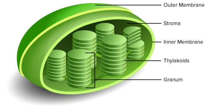 <p>Specialized organelle in algae and plants that <strong>contains chlorophyll </strong>and serves as the site for photosynthesis.<br>capture sunlight energy for photosynthesis and contain their own DNA.</p><ul><li><p>Photosynthesis</p></li><li><p>Own DNA</p></li><li><p>Larger than mitochondria</p></li><li><p>Double membrane + thylakoids</p></li><li><p>Once free-living cyanobacteria</p></li></ul><p>thylakoid contains the chlorophyll (photosynthetic pigment)</p>