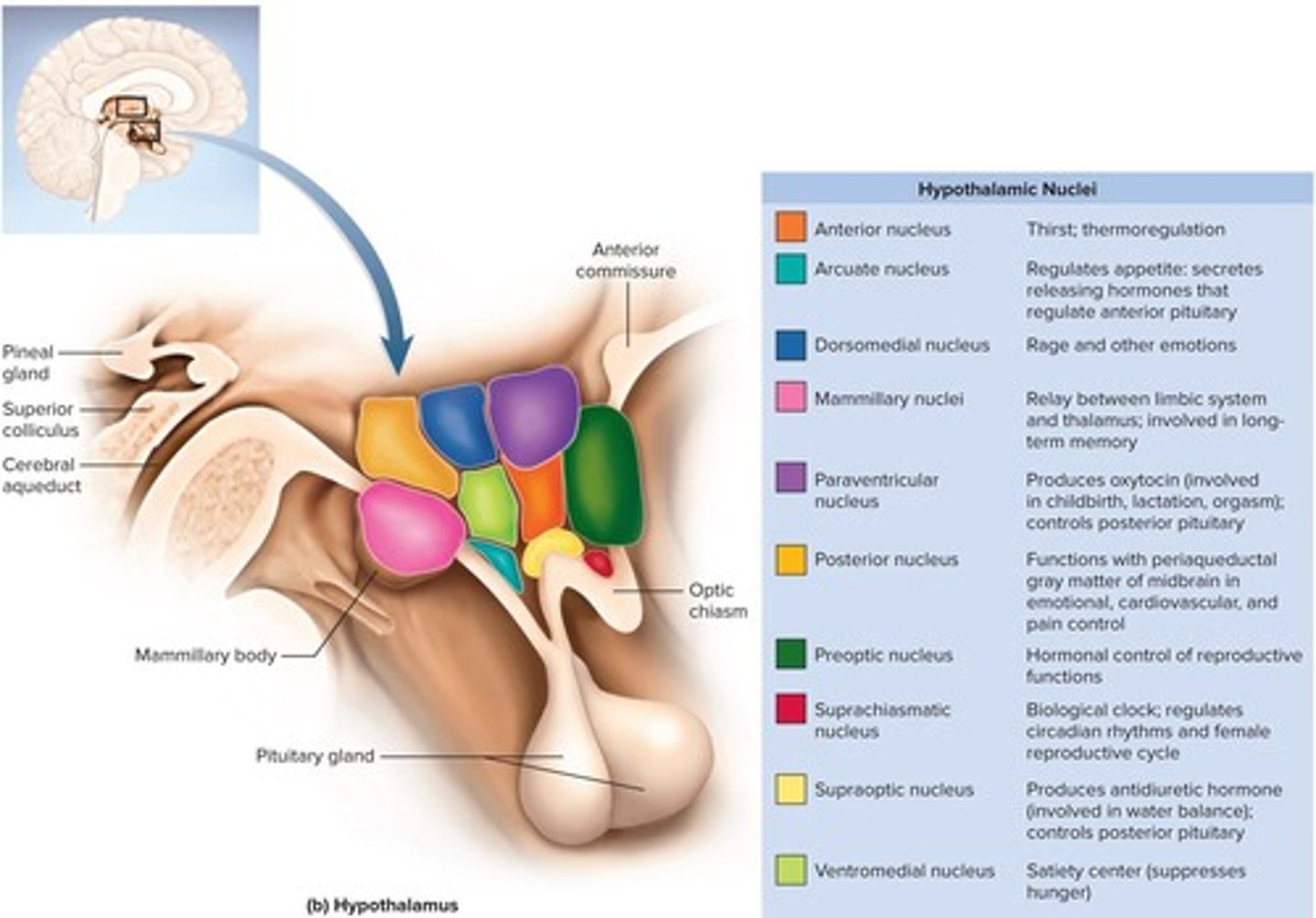 <p>It is a major control center for the autonomic nervous system and endocrine system, playing a key role in homeostatic regulation.</p>