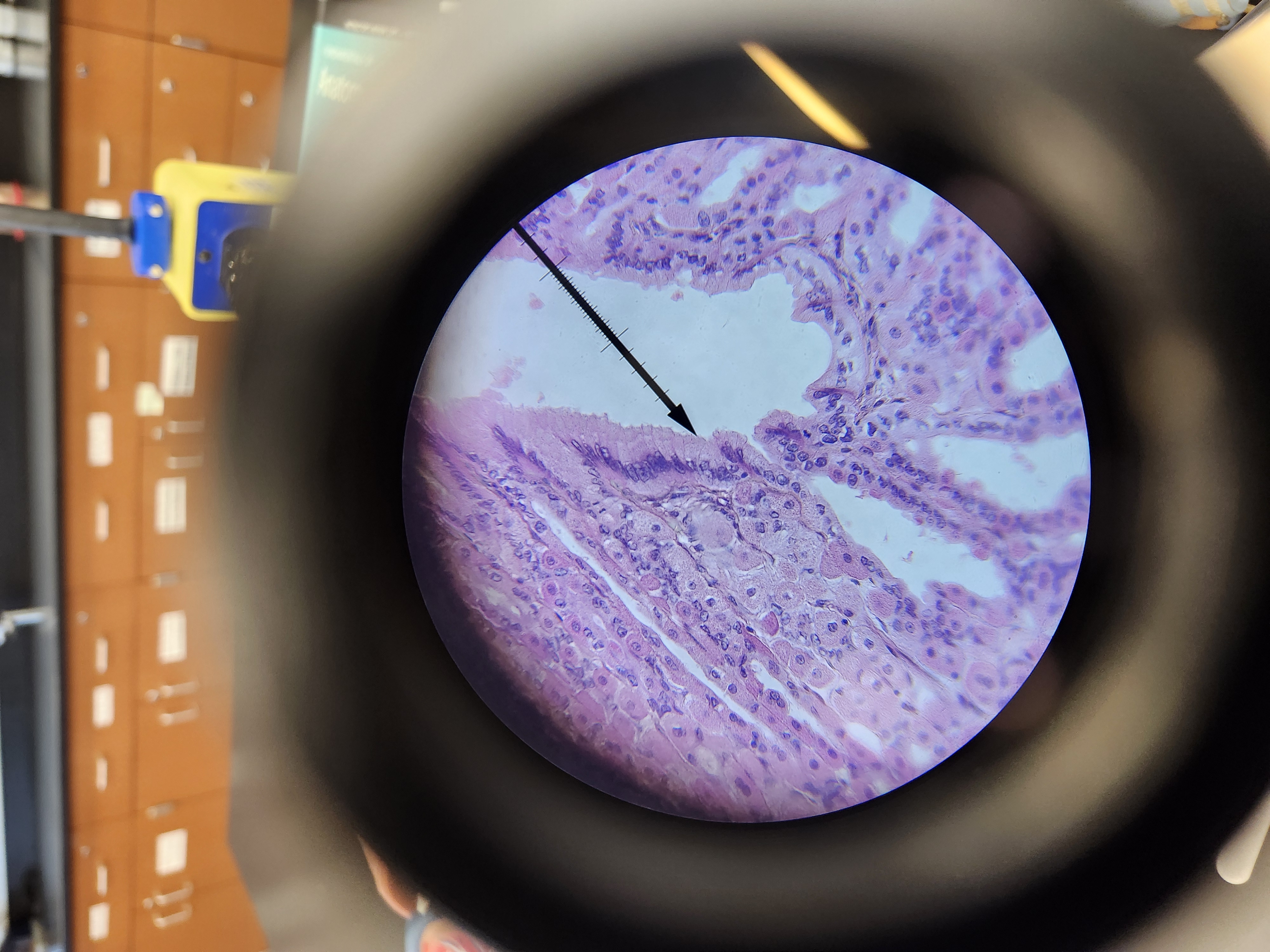 <p>[Histology] Function?</p><p>Name of cell lining gastric pit? </p>