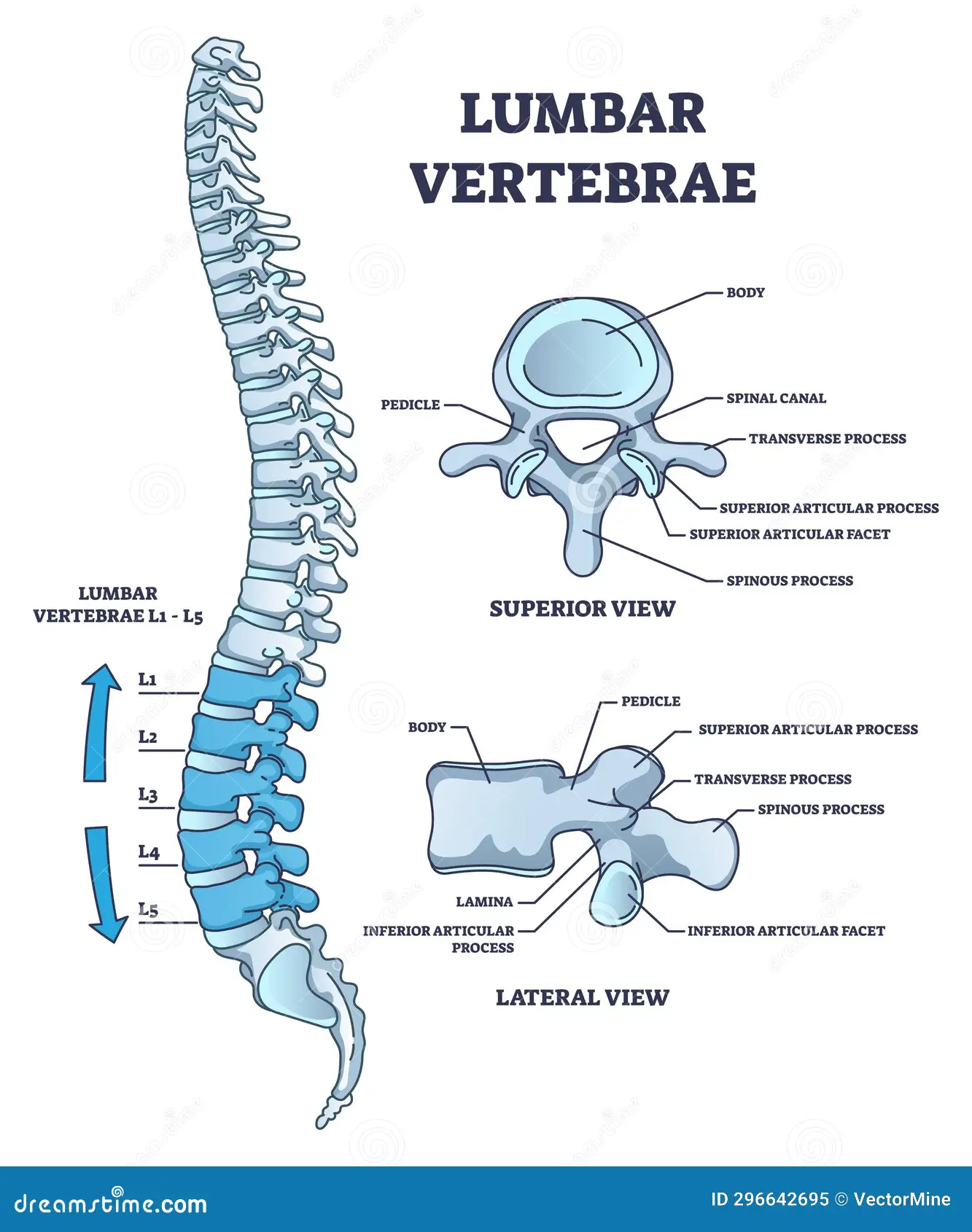 <p>of the spine located in the lower back region, consisting of five vertebrae (L1-L5) that support most of the body's weight. </p>