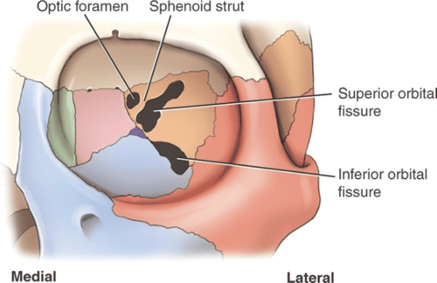 <p>Optic foramen - sphenoid bone - Superior orbital fissure - sphenoid bone - Inferior orbital fissure - maxillary bone - Supraorbital foramen - frontal bone - Lacrimal fossa - lacrimal bone</p>
