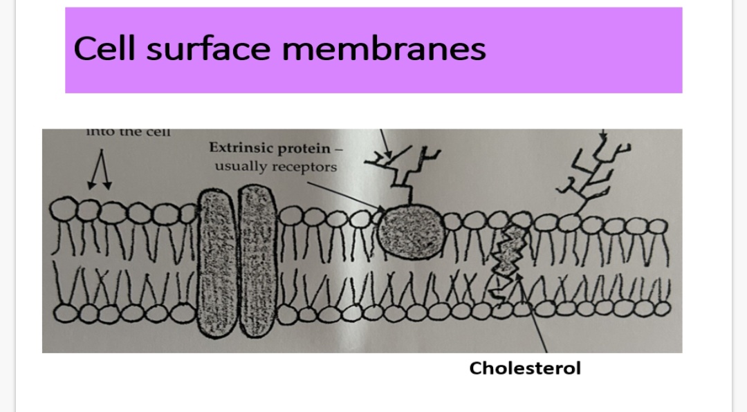 <p>Cell surface membrane - cholesterol:</p><p class="is-empty is-editor-empty has-focus">Cholesterol occurs within the …1? …2? of the cell surface membrane.</p><p class="is-empty is-editor-empty has-focus">Cholesterol molecules are very …3? so play an important role in preventing …4? loss and dissolved ions from the cell.</p><p class="is-empty is-editor-empty has-focus">They add strength to the membrane by pulling the fatty acid tails …5? to limit movement without making them rigid.</p><p class="is-empty is-editor-empty has-focus"></p><p class="is-empty is-editor-empty has-focus">1 function of cholesterol is that it reduces lateral movement of other molecules including phospholipids.</p><p class="is-empty is-editor-empty has-focus">6.State 2 other functions?</p>