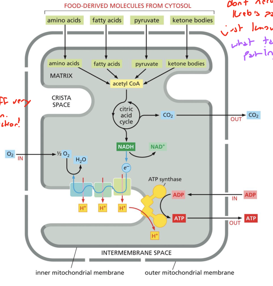 <p>it oxidizes “foodstuff”, namely FADH2 because it donates very high energy electrons that feed into the citric acid cycle</p><p>you don’t need to know this cycle but know what’s involved</p>