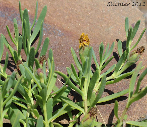 <p>Fleshy jaumea</p>