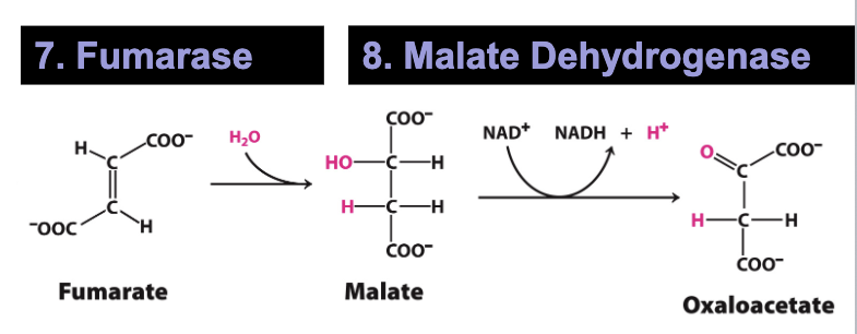 <p>7 and 8: Fumarase and Malate Dehydrogenase</p><ul><li><p>Fumarase and Malate Dehydrogenase complete the cycle with the regeneration of oxaloacetate and the harvest of one last NADH</p></li></ul><p></p>