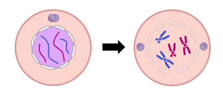 <ul><li><p>DNA supercoils and chromosomes condense</p></li><li><p>Nuclear membrane breaks down</p></li><li><p>Paired centrosomes move to poles</p></li></ul>