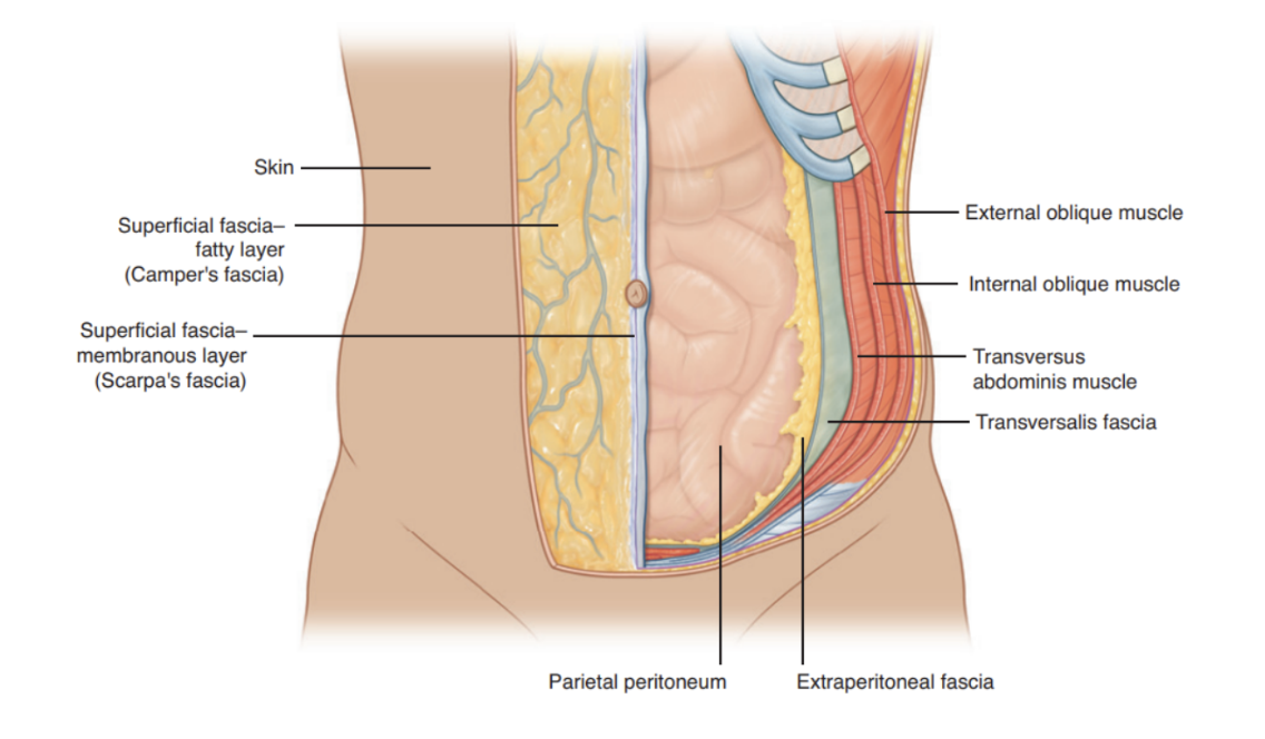 <p>Superficial fascia — </p><ul><li><p>Subcutaneous tissue of abdomen — a layer of fatty connective tissue that usually is similar to &amp; continuous with the fascia in other body regions </p></li><li><p>However, in the lower region of anterior part of abdominal wall, below the umbilicus, it forms 2 layers —</p><ul><li><p>Superficial <u>Camper’s fascia</u> —</p><ul><li><p>Thicker fatty layer with variable thickness — ex. greatly increased in obese individuals &amp; thin in people with low body fat</p></li></ul></li><li><p>Deep <u>Scarpa’s fascia</u> —</p><ul><li><p>Thinner &amp; denser membranous layer overlying muscle layer of abdominal wall, firmly attached to the linea alba &amp; pubic symphysis and fuses with fascia lata (thigh deep fascia) right below the inguinal ligament</p></li></ul></li></ul></li></ul>