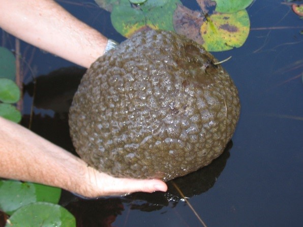<p>This is an invasive species of bryozoans where the colonies bind together in large clumps that look to be frog eggs</p>