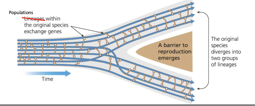 <ul><li><p><strong>Def:</strong> the study of evolution occurring at that transition from Microevolution to Macroevolution</p></li><li><p><u>the evolutionary process by which gene flow between 2 populations stops, and those populations begin diverging into independent metapopulations</u></p></li><li><p>Barriers to reproduction that leads to populations diverging</p><ul><li><p>Geographic barriers (allopatric vs parapatric vs sympatric) </p></li><li><p>Ecological barriers </p></li><li><p>Behavioral barriers </p></li></ul></li></ul><p></p>