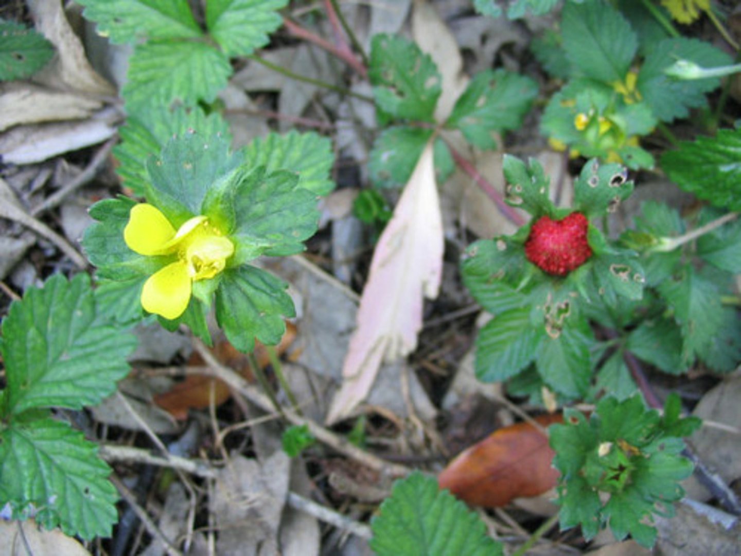 <p>indian strawberry</p>