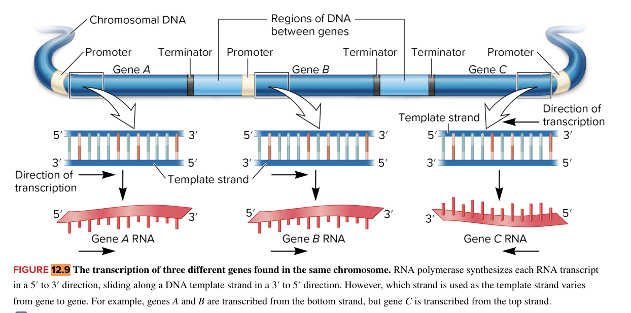 <ul><li><p>specifies the direction of transcription</p><ul><li><p>for adjacent genes along a chromosome, some direct transcription in one direction and others direct transcription in the opposite direction</p></li></ul></li><li><p>for transcription of multiple genes within a chromosome, the direction of transcription and the DNA strand used as a template can vary among genes</p><ul><li><p>template strand is always read in the 3’ to 5’ direction (direction of transcription is 3’ to 5’)</p><ul><li><p>RNA synthesis occurs in a 5’ to 3’ direction</p></li></ul></li></ul></li><li><p>in the figure, Genes A and B are transcribed L to R (promotor to terminator)</p><ul><li><p>template strand is the bottom strand (bc direction of transcription is 3’ to 5’/read template strand from 3’ to 5’)</p></li><li><p>Gene A and B RNA is synthesized 5’ to 3’ to the right</p></li></ul></li><li><p>Gene C is transcribed R to L (promotor to terminator))</p><ul><li><p>template strand is top strand (bc direction of transcription is 3’ to 5’/read template strand from 3’ to 5’)</p></li><li><p>Gene C RNA is synthesized 5’ to 3’ to the left</p></li></ul></li><li><p>always remember</p><ul><li><p>direction of transcription/template strand reading is always 3’ to 5’</p></li><li><p>RNA transcript is always synthesized 5’ to 3’</p></li></ul></li></ul><p class="p2"></p>