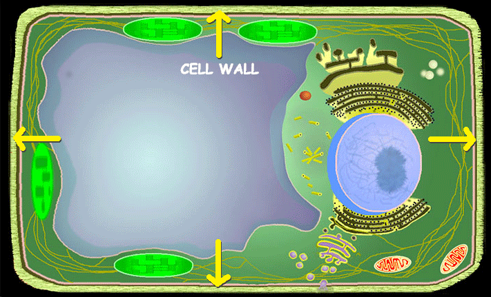 <p>Cell Wall (Plants Only)</p>