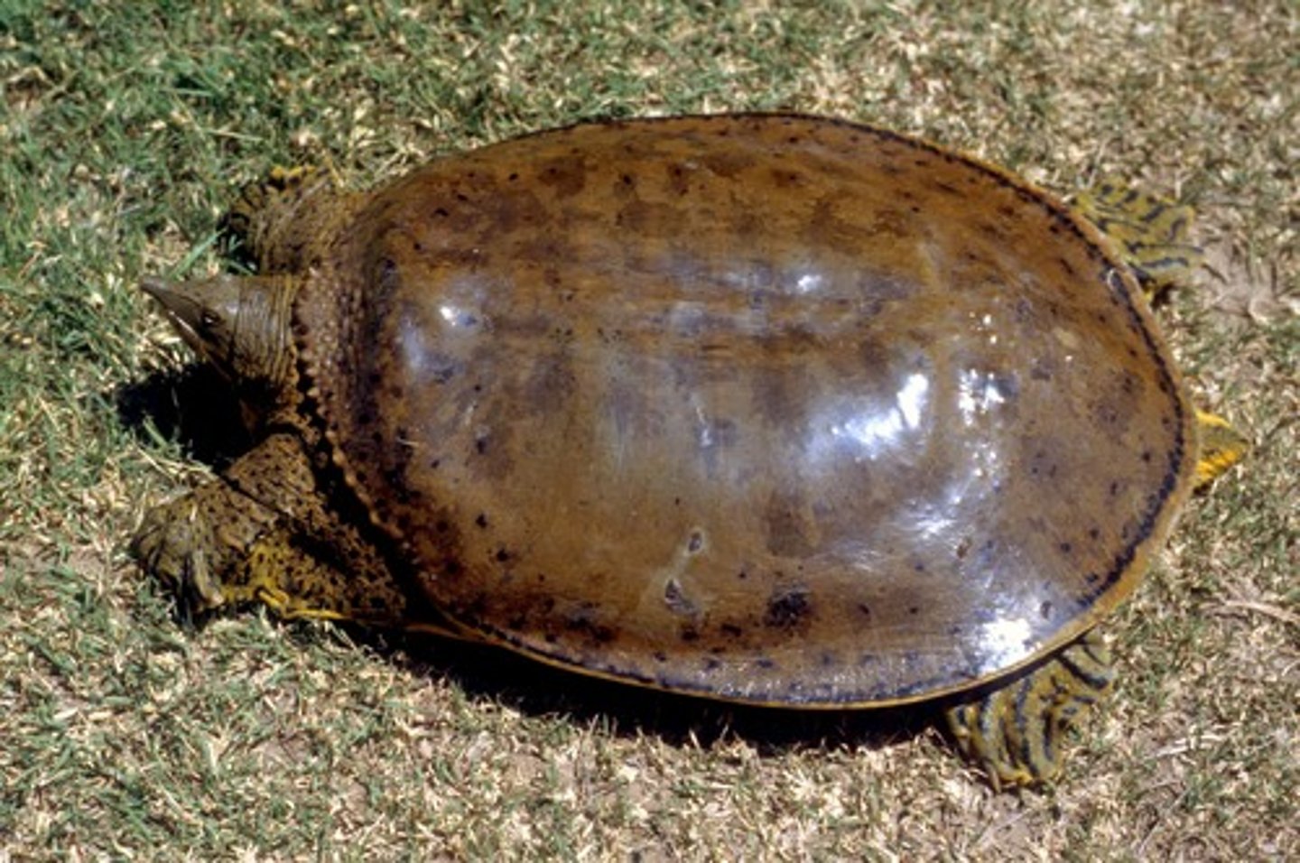 <p>- row of spines on leading edge of carapace</p>
