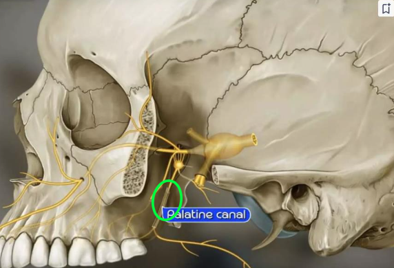 <p><strong>Inferiorly,</strong> the pterygopalatine fossa communicates with the <strong>oral cavity</strong> via <strong>_____</strong></p>