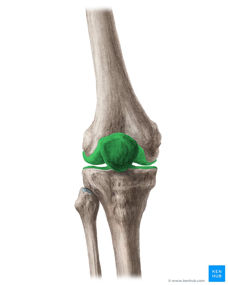 <p>Knee Joint (Femur &amp; Tibia)</p>
