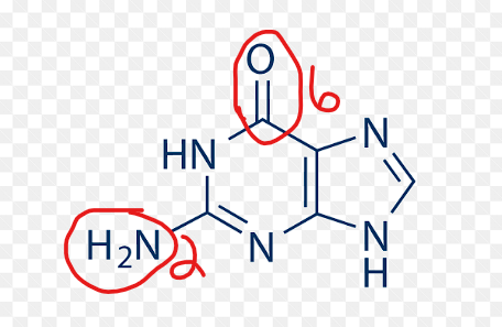 <p><strong>Guanine (G)</strong></p><ul><li><p class="ds-markdown-paragraph"><strong>Found in:</strong> DNA and RNA</p></li><li><p class="ds-markdown-paragraph"><strong>Structure:</strong></p><ul><li><p class="ds-markdown-paragraph">A purine base.</p></li><li><p class="ds-markdown-paragraph"> <strong>amino group (-NH₂)</strong> at carbon 2</p></li><li><p class="ds-markdown-paragraph"><strong>carbonyl group (C=O)</strong> at carbon 6.</p></li><li><p class="ds-markdown-paragraph">tautomerism= often in keto (lactam) form in physiological conditions.</p></li></ul></li><li><p class="ds-markdown-paragraph"><strong>Guanine pairs</strong> with <strong>Cytosine (C)</strong> in both DNA and RNA via <strong>three hydrogen bonds</strong>.</p></li></ul><p></p>