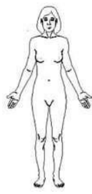 <p>to be situated near or toward the front of the body</p>