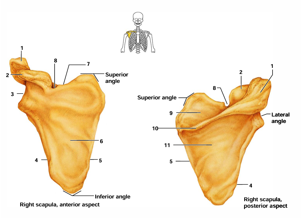 <p>What is #10 in the diagram?</p>
