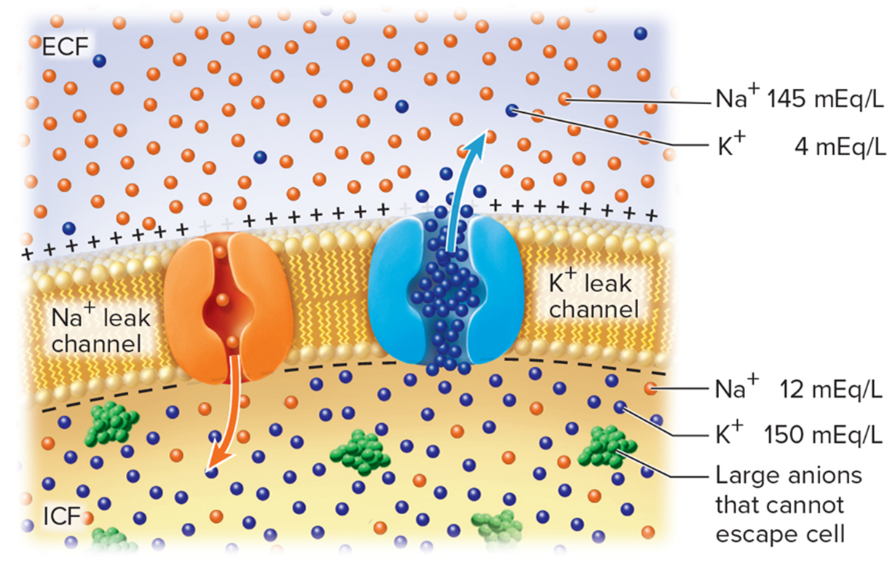 <p>Potassium ions diffuse freely through<strong> leak channels </strong>in the plasma membrane, down their&nbsp;</p>